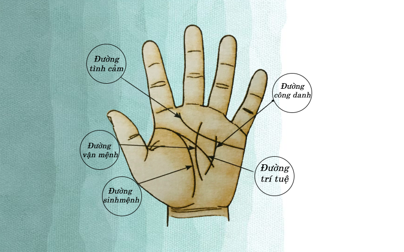 Đường chỉ tay hình chữ M tiết lộ nhiều sự thật thú vị về công danh và sự  nghiệp của bạn