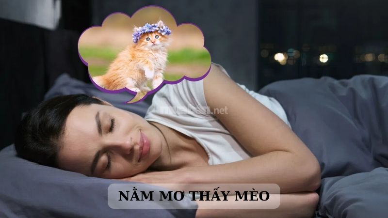 Giải mã giấc mơ thấy mèo và những điềm báo kèm theo