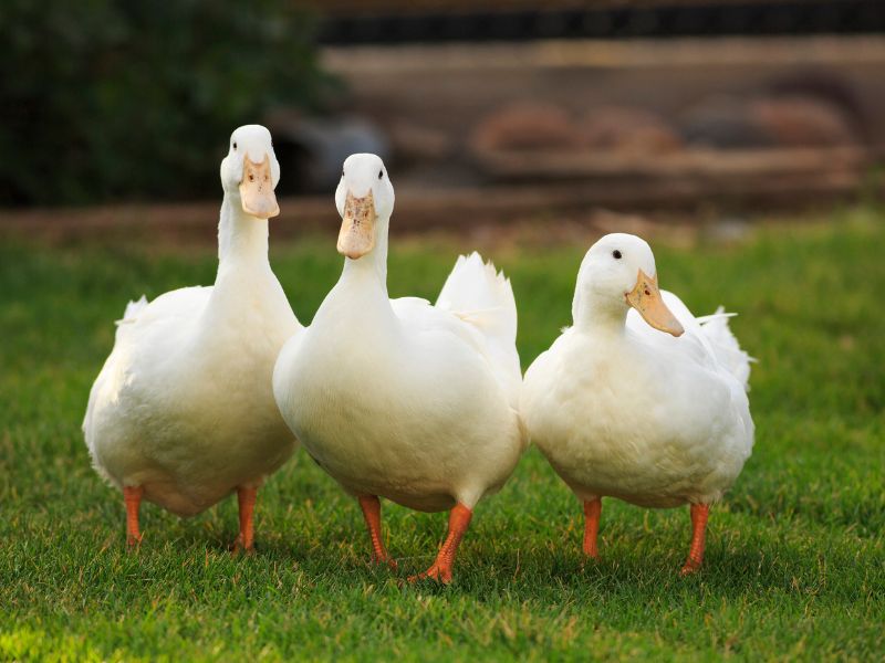 Nằm mơ thấy vịt: Điềm lành, điềm dữ và ý nghĩa cuộc sống