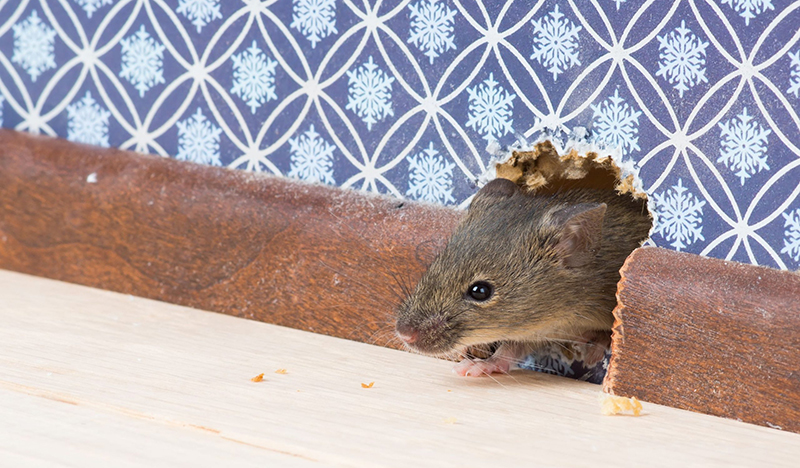 12 cách đuổi chuột khỏi nhà, phòng trọ vô cùng hiệu quả