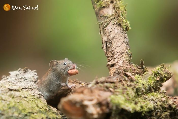 Mơ thấy chuột là điềm báo gì? Có cần đánh con gì không?