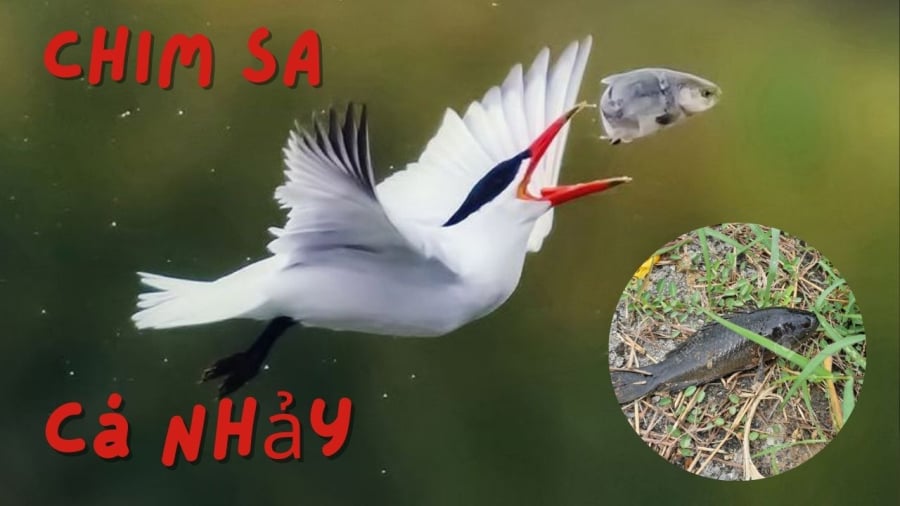 Nghe ông bà ta nhắc: 'Chim sa tận nơi không bắt, cá nhảy tận bờ không ăn',  vì sao?