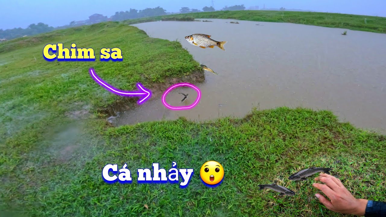 Lần Đầu Tiên Cùng Lúc Chứng Kiến Cảnh Chim Sa Cá Nhảy Mùa Mưa Lớn / Quế  Nghịch