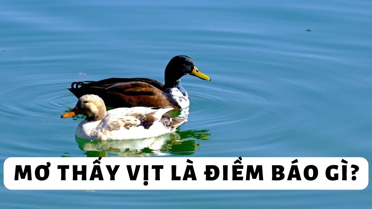 Mơ thấy vịt là điềm báo gì? Tốt hay xấu? - YouTube
