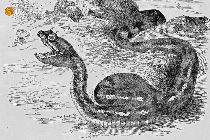 Tương Hợp Tuổi Tỵ Trong Lĩnh Vực Kinh Doanh và Hôn Nhân?