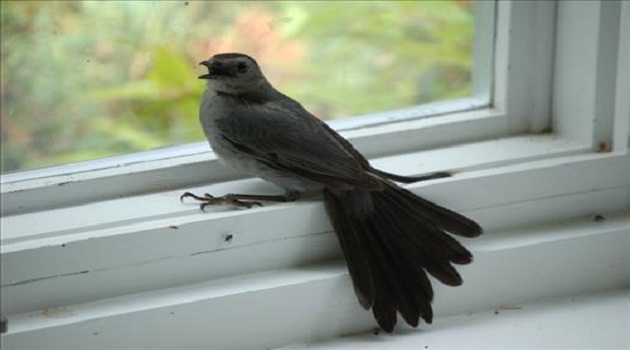 Chim bay vào nhà là điềm báo gì ? Tốt hay Xấu và cách hóa giải